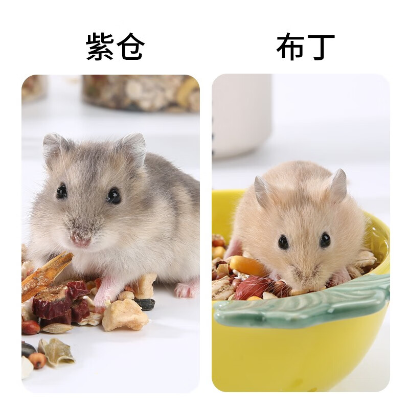 活物小仓鼠幼崽活体情侣仓鼠宝宝金丝熊奶茶苍鼠虎纹银狐 紫仓 布丁 2