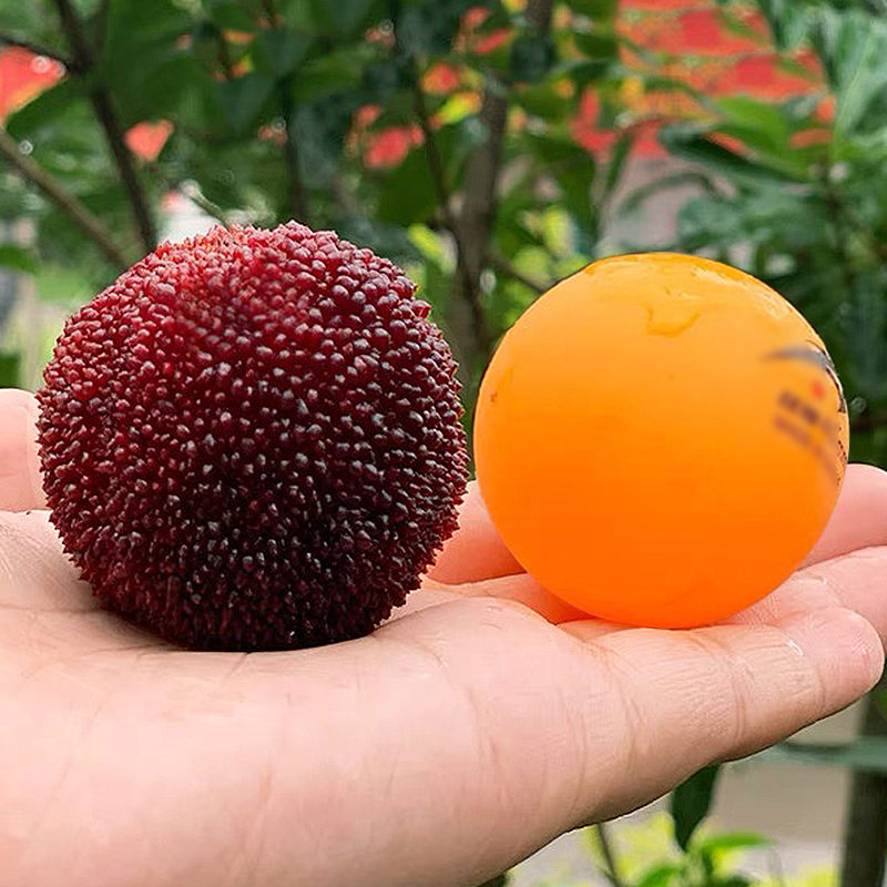 梅王 浙江 仙居东魁杨梅40粒 稀缺限量 6a 比乒乓球还大 单果30g起