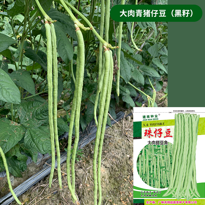 豆角种籽子猪仔豆肉厚高产豇豆四季豆无架长豆角种子蔬菜种孑大全 大
