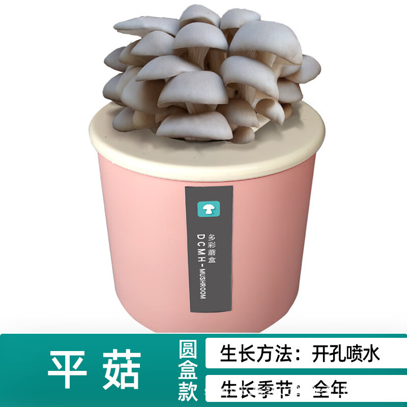 蘑菇种植包平菇香菇菌菇家种食用幼儿儿童创意观察趣味盆栽种植桶