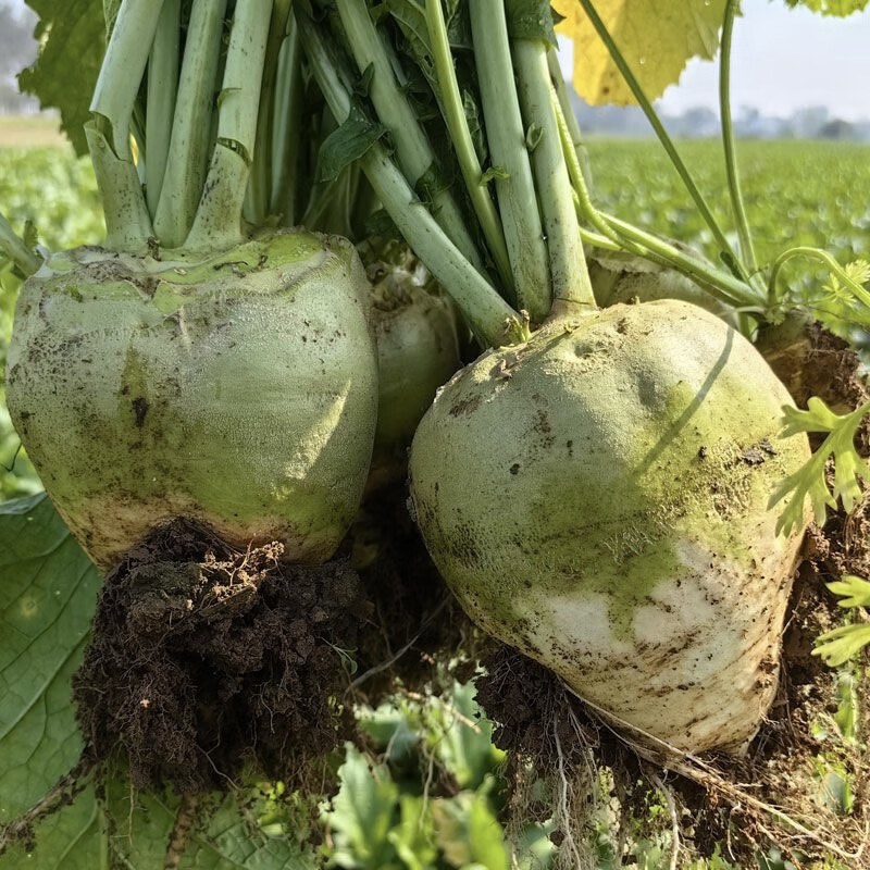 2024年芥菜疙瘩大头菜新鲜当季山西黄菜圆叶萝卜芥菜大缸腌咸菜 9斤