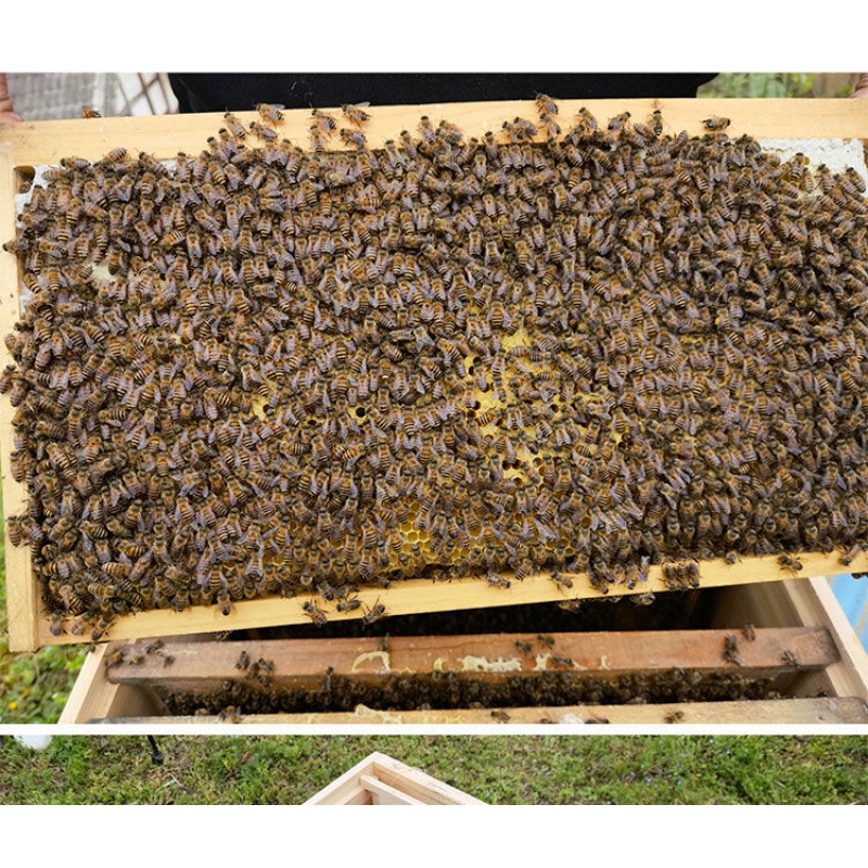 智宙 中蜂蜂王蜜蜂活群带蜂王种王带箱带子脾中蜂笼蜂群活体 二脾蜜蜂
