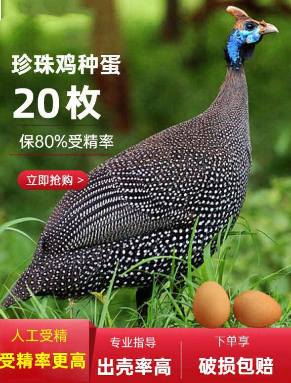 珍珠鸡种蛋受精蛋可孵化珍禽蛋几内亚鸟包受精正宗纯正洋鸡蛋斗蛋 10