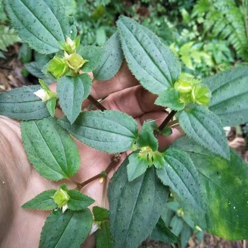 福建野生风柜斗草盆栽苗新鲜发货风谷斗草风骨草风鼓草楮头红鲜品
