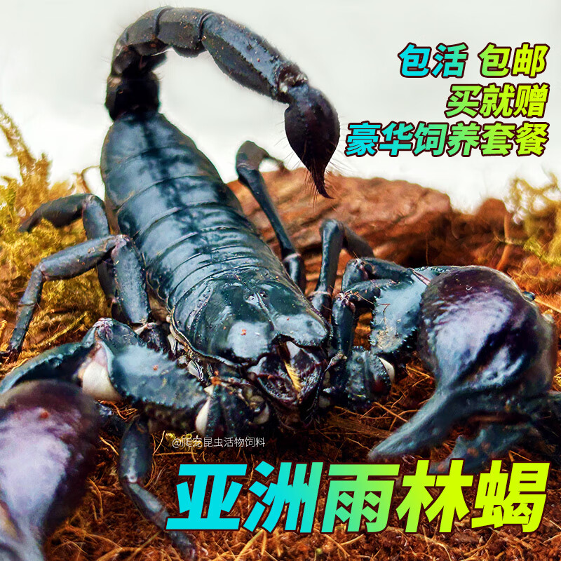 宠以沫亚洲雨林蝎彼得异蝎热带大黑蝎子爬宠昆虫 12-16厘米1只