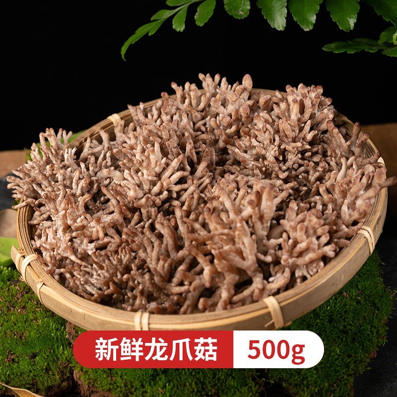 【东莞道滘馆】龙爪菇新鲜云南当季时令山珍菌类蔬菜