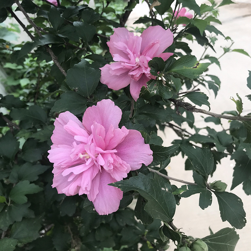 木槿花树重瓣木槿花苗庭院四季种植耐寒耐阴植物工程绿化苗 81cm(含)