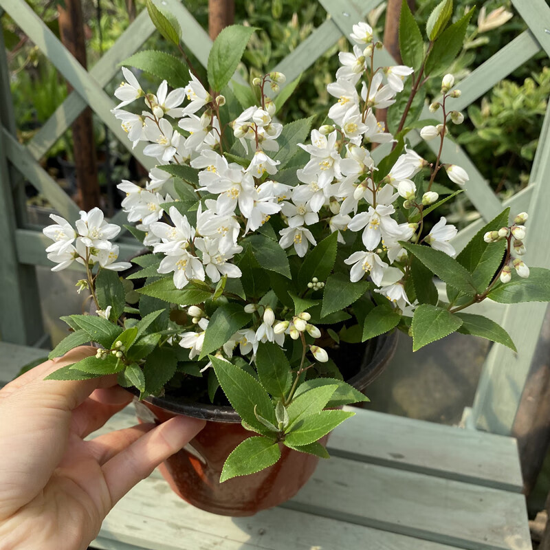 庭院阳台多年生灌木植物花量大s 溲疏草莓田 直立型品种 2加仑 不含盆