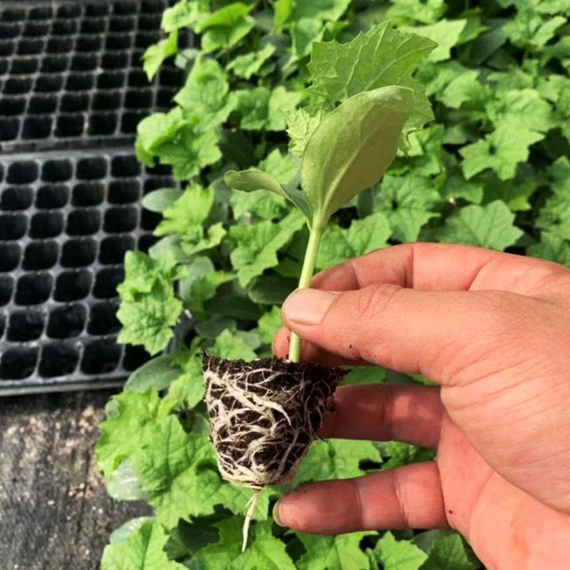 北蔬 盆栽蔬菜苗大全秧苗水果阳台种菜 春季 【专业育苗】丝瓜苗 5棵