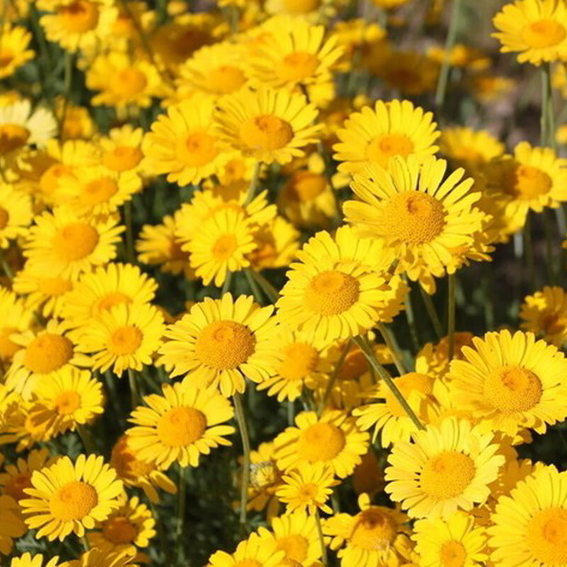 前岔 日光菊种子多年生草本花卉麦秆菊蜡菊种孑菊花阳台盆栽四季易