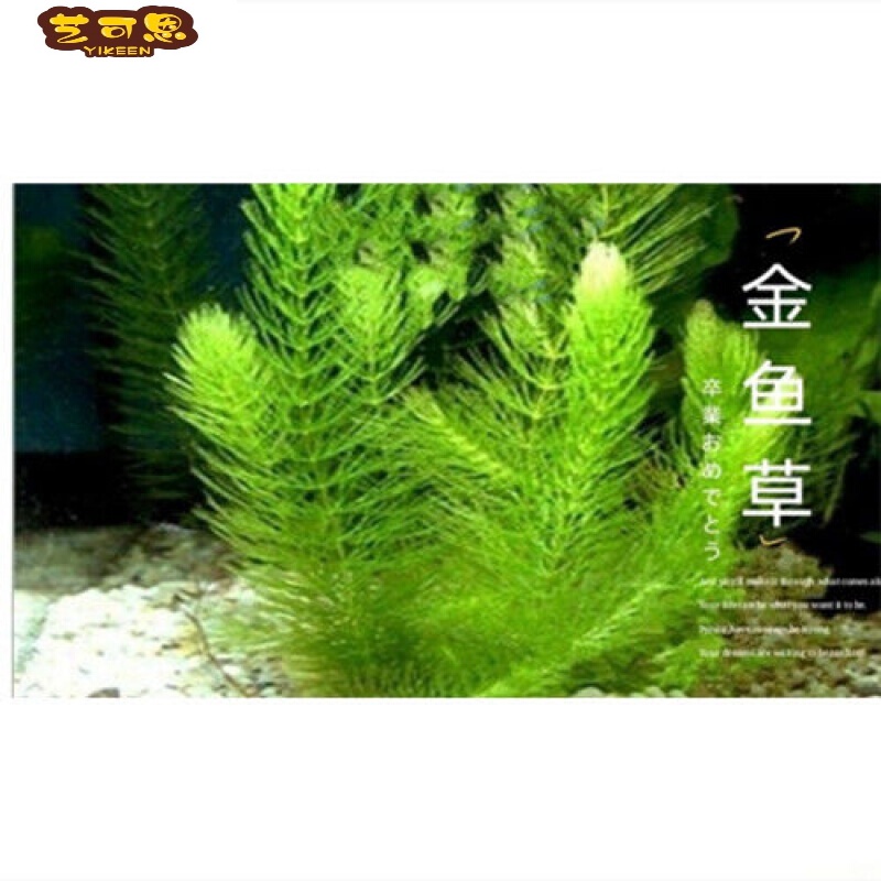鱼草 相关京东优惠商品 7 价格图片品牌优惠券 虎窝购
