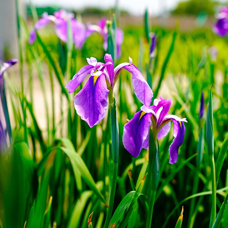虹越日本鸢尾花苗裸根苗 花园湿地庭院公园大花菖蒲耐寒易养宿根裸根