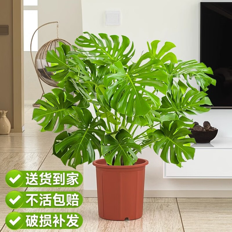 临雅龟背竹植物室内大型盆栽客厅落地大号老桩电视柜旁边绿植四季常青