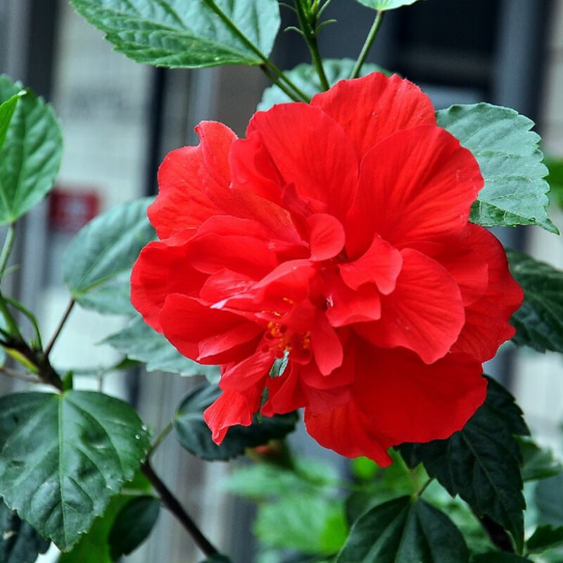 晗畅重瓣扶桑花盆栽重瓣桑叶牡丹木槿朱槿老桩植物室内阳台花卉 不含