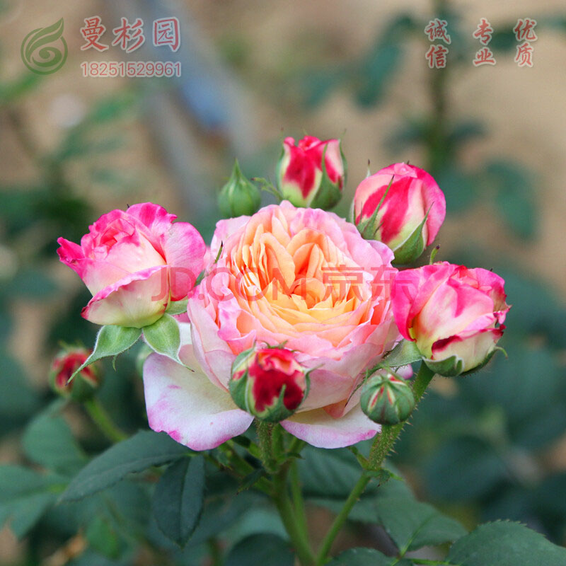 月季花苗灌木多色庭院花园庭院阳台喜光照多季花开花盆栽花苗 詹森