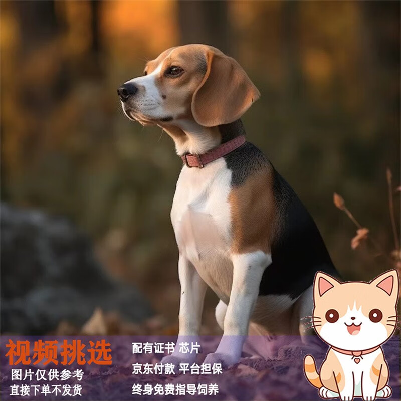 梦茜儿纯种比格犬幼犬大耳朵巴吉度犬活体幼崽猎兔犬米格鲁犬宠物小