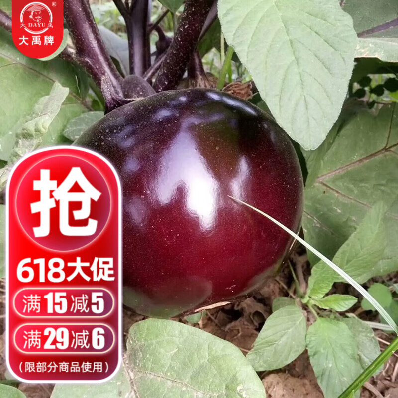 大禹 四季圆茄子种子本地蔬菜种籽 大红圆茄种子50粒/袋