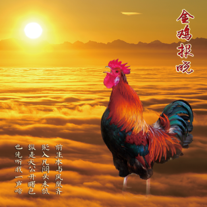 金鸡报晓画 风水画大公鸡贴画海报农门画富贵吉祥图雄鸡装饰墙画 大