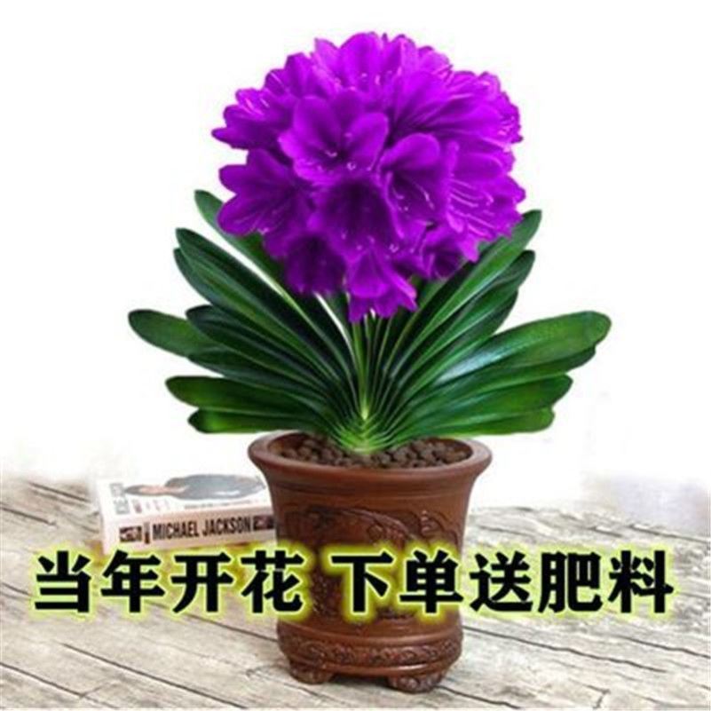 大盆景带花苞发货君子兰花苗养花植物 紫色君子兰 原土 肥 包当年开花