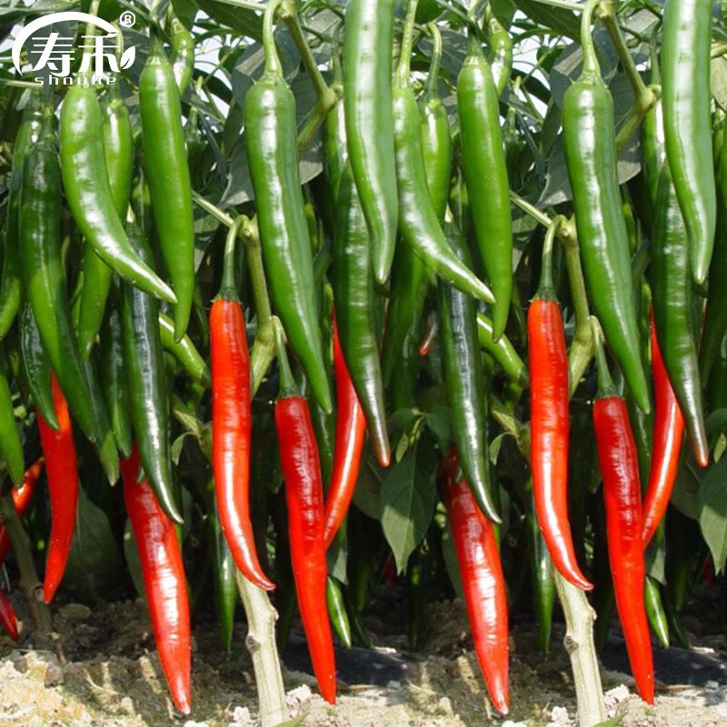 寿禾 美人椒辣椒种子红线椒春冬季蔬菜菜籽 大禹美人椒种子50粒