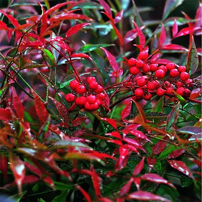 可以水培火焰南天竹南天竺红天竹红叶竹室内植物盆栽比吊钟马醉木 1盆