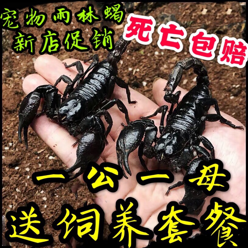 朴彩(pucai)活物蝎子宠物巨型小宠帝王蝎雨林蝎爬虫好养温顺活体 幼体