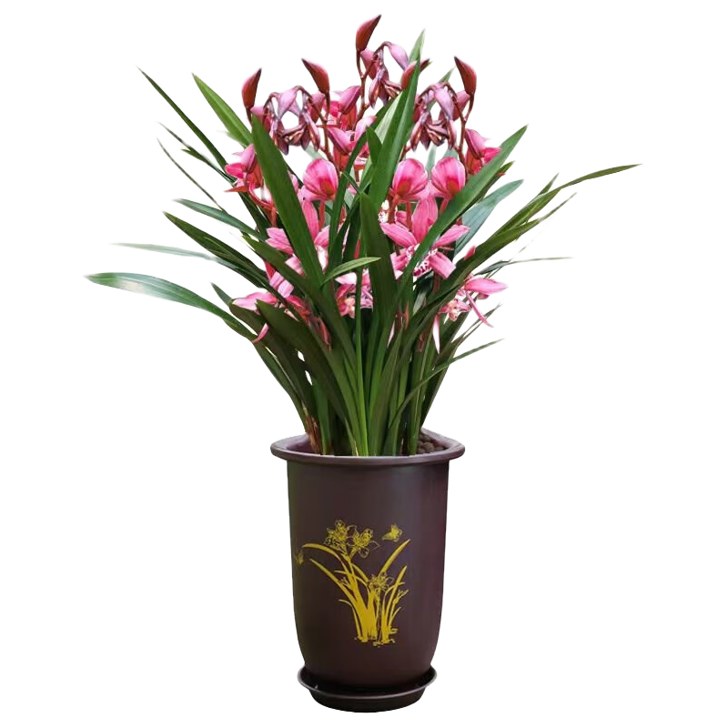 �����ܡ�˳�������š�Ũ��������ī���ļ�������ֲ���Ի��ܴ����Ժ� ��� 8-10�� �����Ժ� 54.76Ԫ