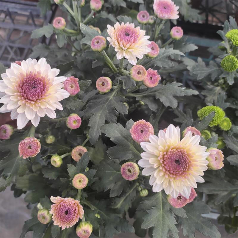 雨花蝶千头菊糖果菊甜心菊盆栽阳台室外花卉耐热耐寒多头菊四季开花