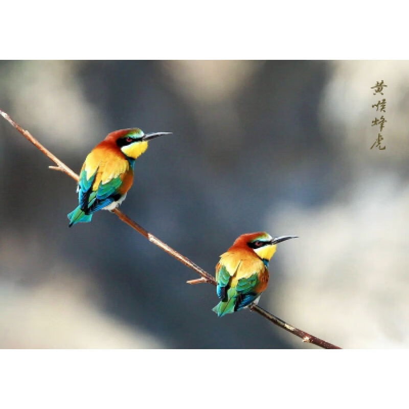 狼天影 小鸟海报鸟类墙贴画翠鸟宿舍卧室房间墙上床头贴纸可来图定制