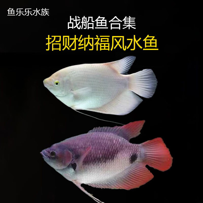 荣郁红眼鱼战船鱼热带鱼活体黄金战船古战船大型风水鱼发财鱼 白色