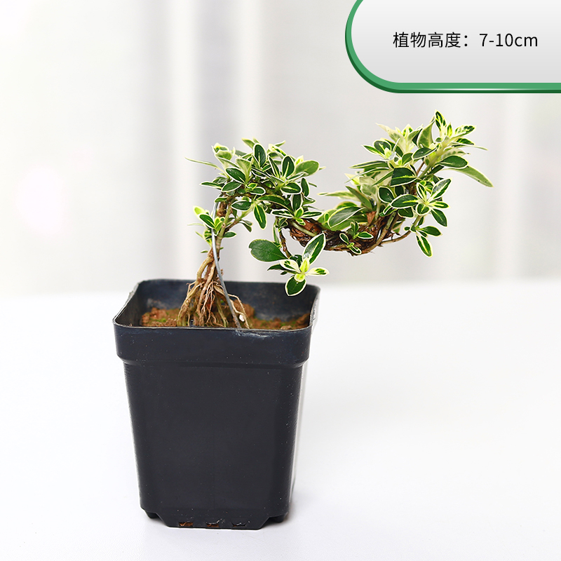 六月雪小绿植盆栽植物茶几客厅摆件盆景好养活 六月雪悬崖桩 塑料原盆