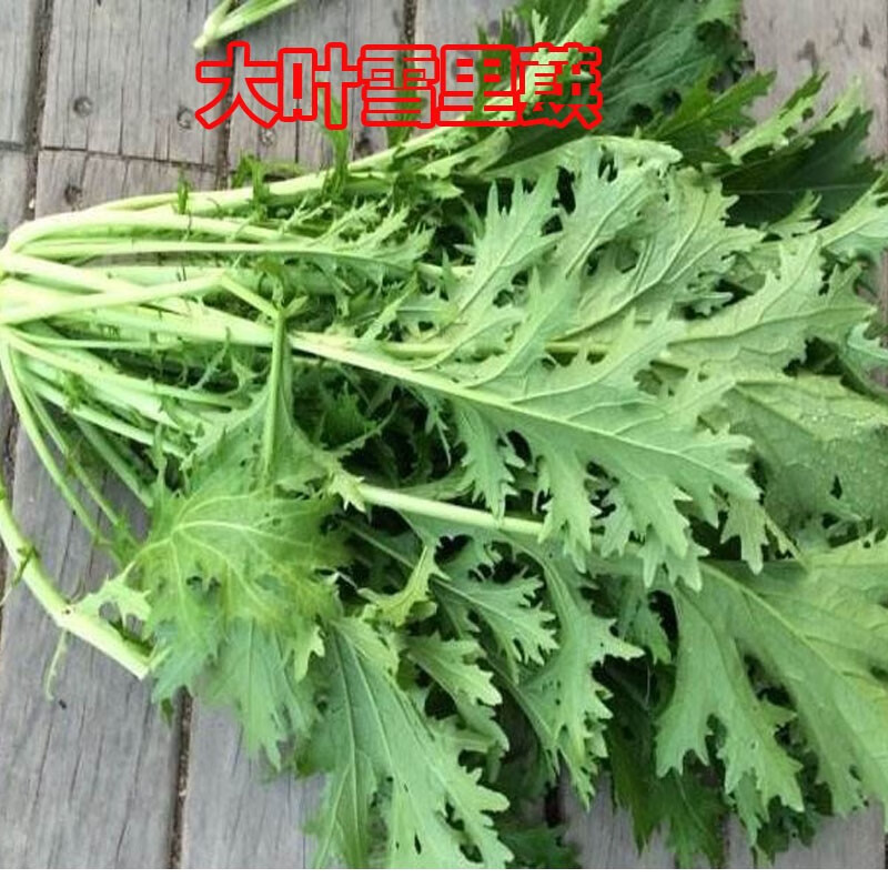 春枝韵雪里蕻种子秋季蔬菜籽农家雪里红种籽九头鸟雪里红菜籽 九头鸟