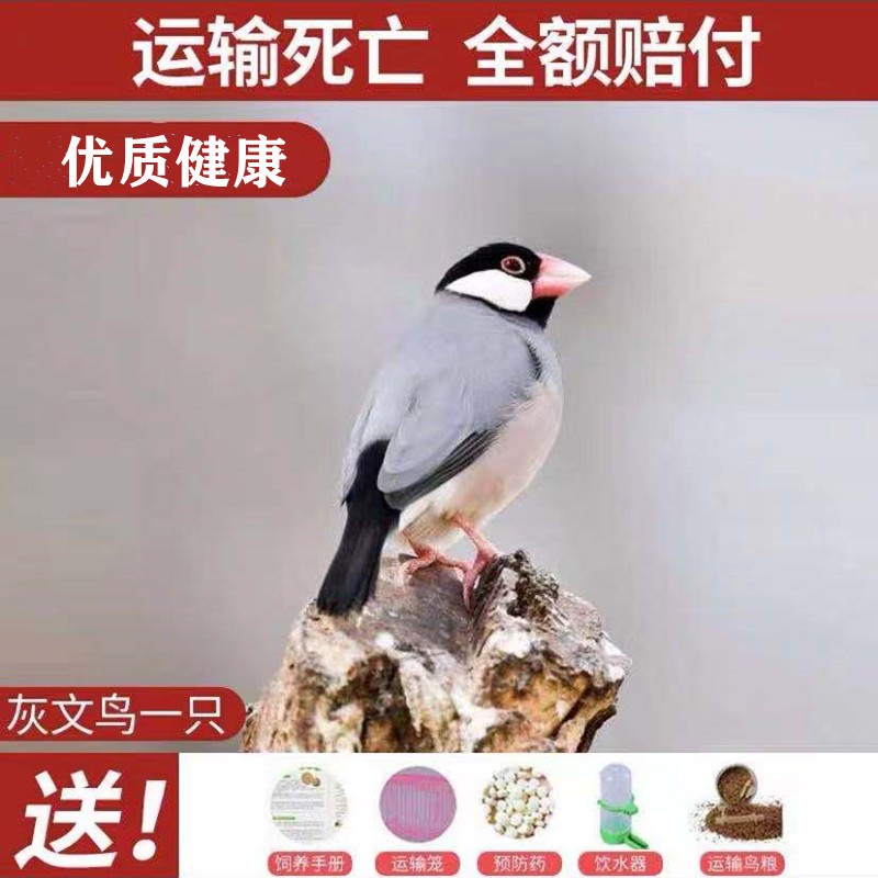 七彩鸟小鸟活体珍珠鸟活物活鸟白文灰文小鸟家养小型儿童宠物五彩 灰