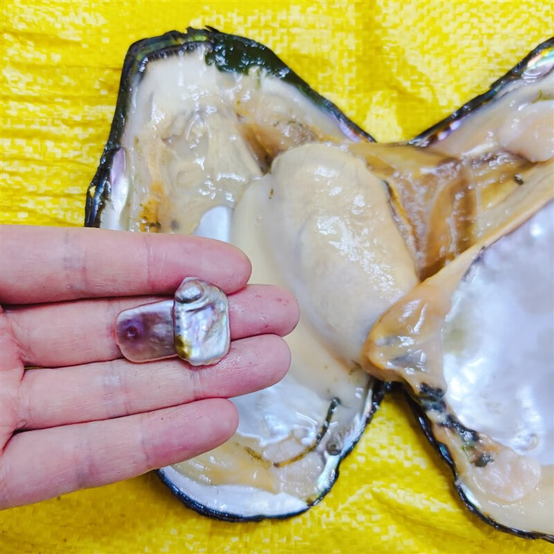 甘夏6年淡水彩色长方块异形状巴洛克珍珠蚌活蚌活体蚌壳自己开diy 1个