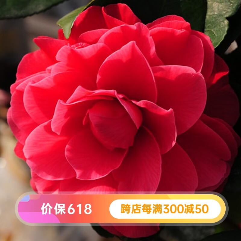 虹越精品茶花树苗  阳台庭院易养花灌木花卉花苗 越姿 2年生嫁接苗 1