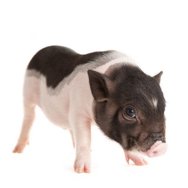 【京选推荐】巴马香猪纯种活体宠物猪幼崽小香猪苗家养小猪崽公猪母猪