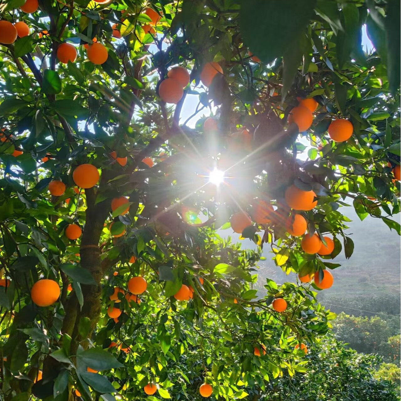 秭归脐橙春橙伦晚 当季时令生鲜水果湖北特产橙子孕妇儿童伦晚甜橙彩箱 【普箱】净重9斤65mm+ 控量推荐