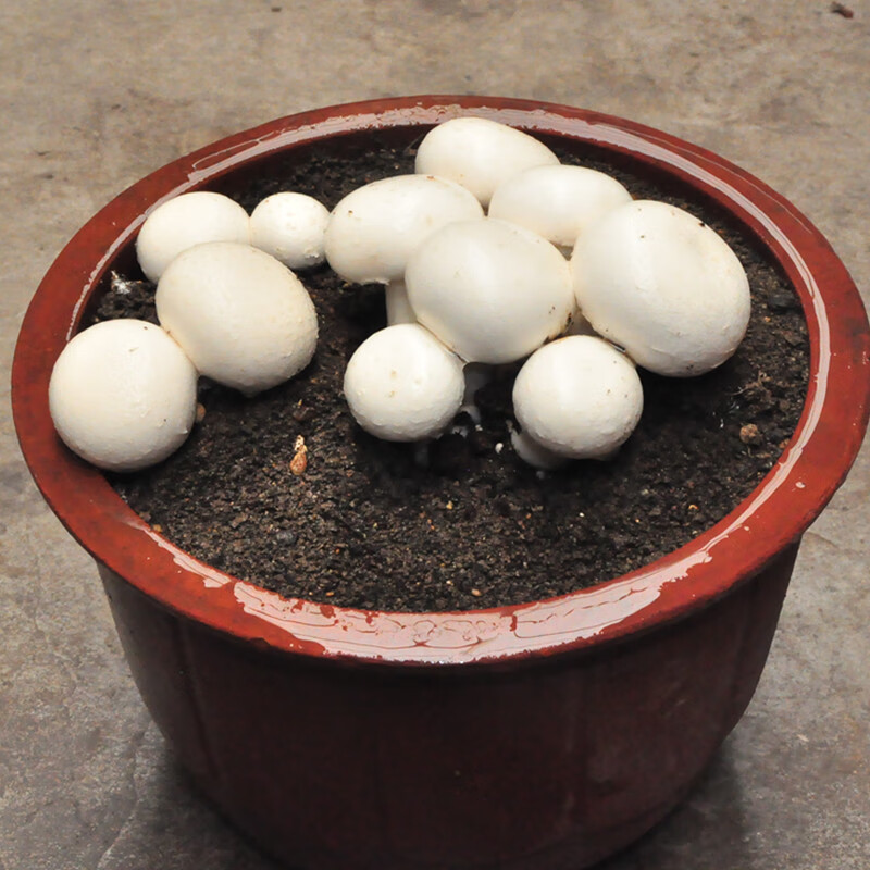 花姬 味之源双孢菇蘑菇包菌种多肉小植物阳台办公室趣味种植盆栽 双孢