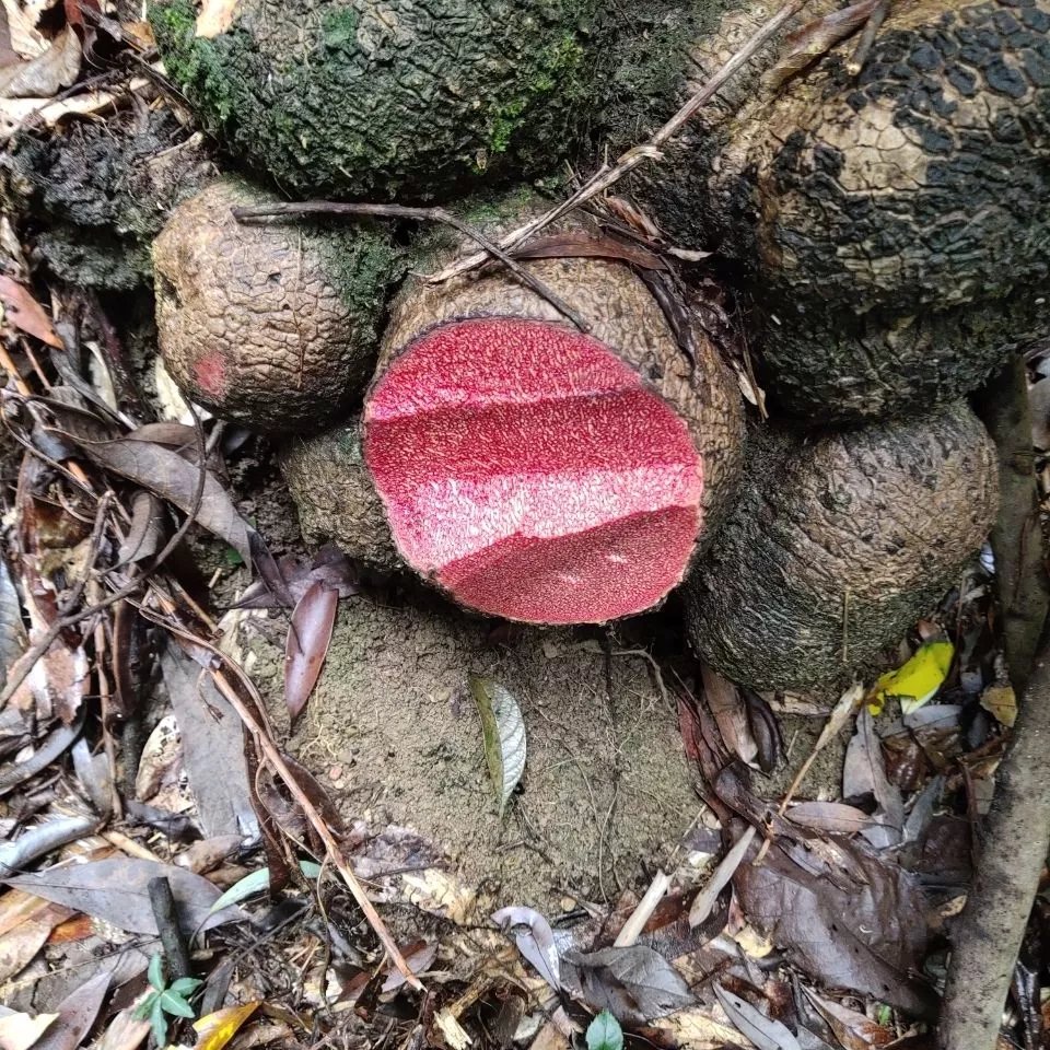 新鲜薯莨鸡血莲血三七野生染布薯现挖新鲜批发中药材 全红 2斤