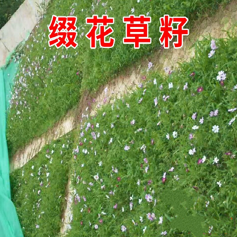 樱之恋  草坪种子草籽护坡草种宽叶草种子缀花草籽绿化固土复绿护坡旱
