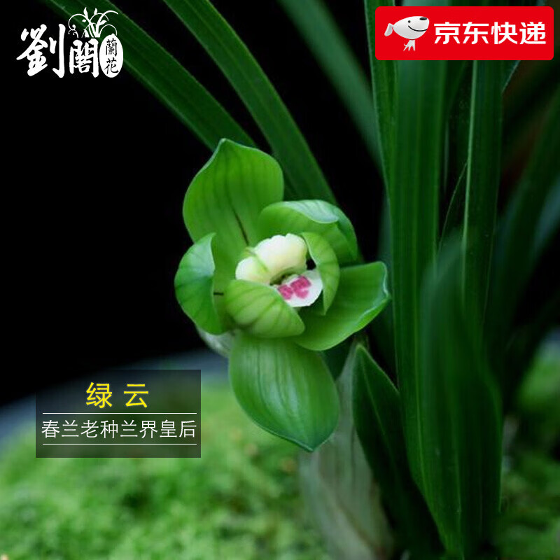 劉閣蘭花春兰皇后 绿云 矮种兰花苗老种壮苗冬带花室内花卉盆栽绿植 老种绿云4苗裸根，关注送肥