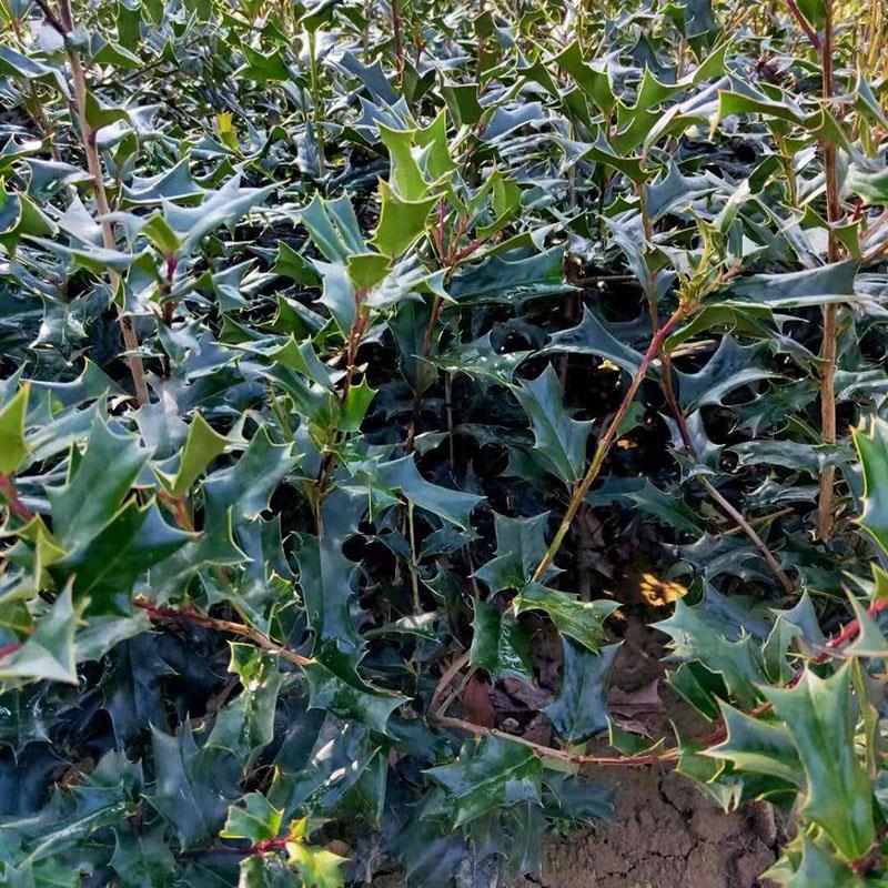 姒桀枸骨苗构骨树球老虎猫儿刺枸骨鸟不宿八角刺 绿色20cm(含)-30cm