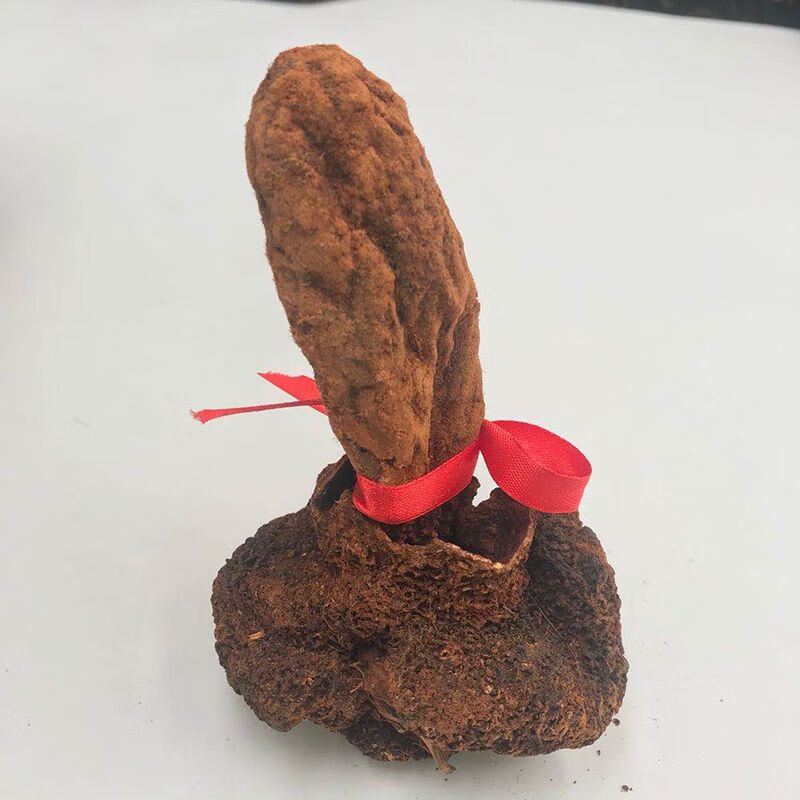 尔娅贝续阳草顶天柱菘茯男性泡酒料锁阳肉苁蓉不老草煲汤泡水 40至60