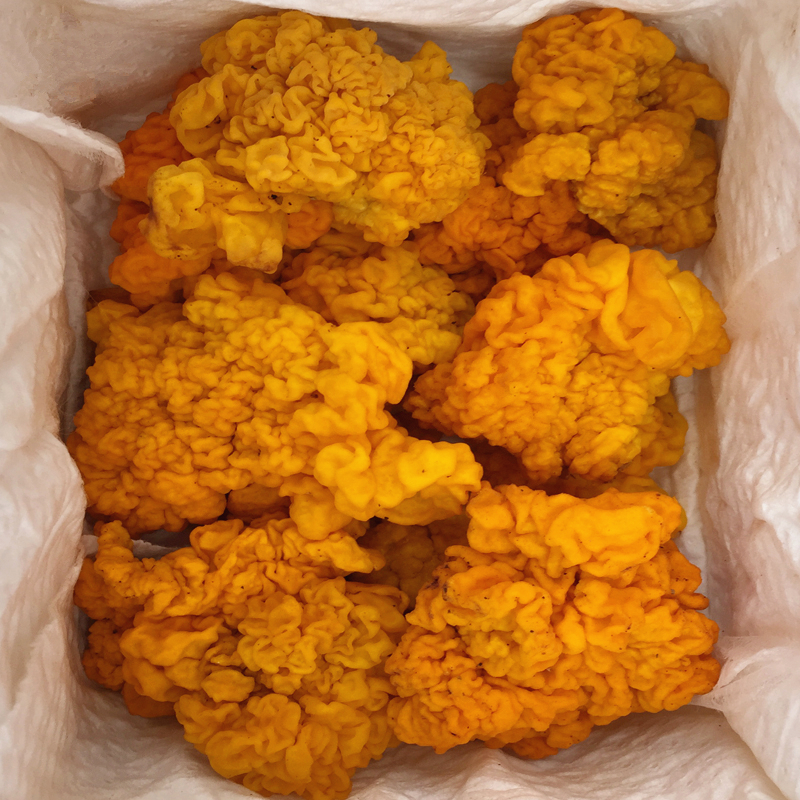 虎钢馋野生黄金耳脑耳云南特产黄木耳非干货500g银耳皂角米伴侣新鲜金