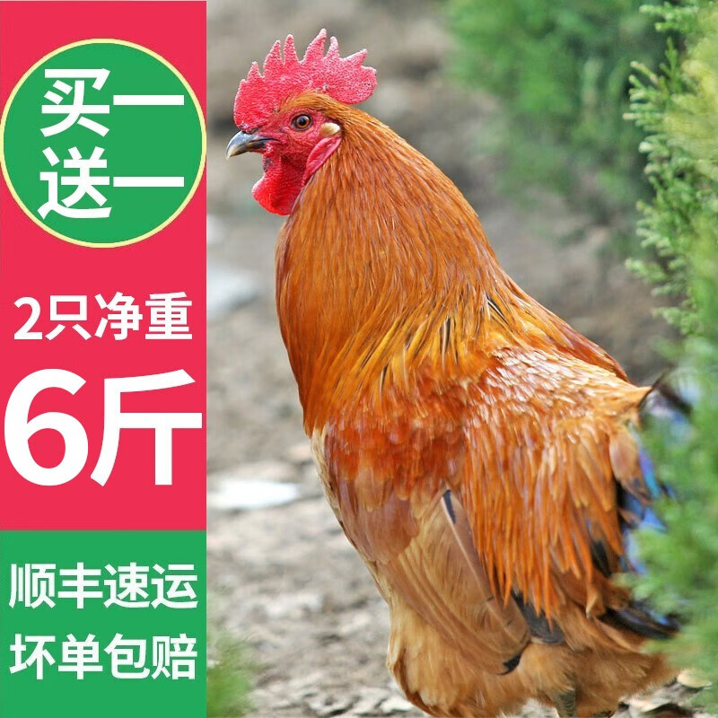 果鲜岛农家散养土公鸡肉 新鲜大公鸡土鸡走地鸡整鸡鸡肉生鲜 发2只 3斤/只