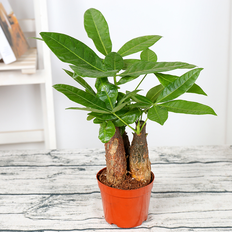 室内盆栽植物花卉盆栽观花植物室内客厅小盆景水培 3枝装发财树【塑料