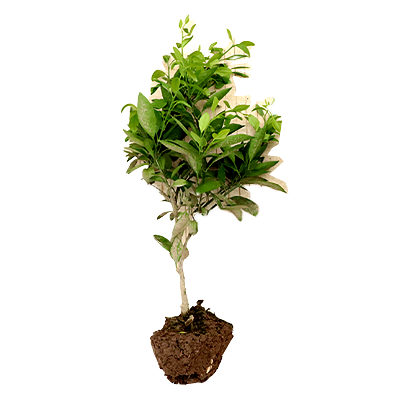 ����������޽������۽�ɰ�ǽ����������2���״ִ�ԭ����1��Դͷֱ�� 80Ԫ