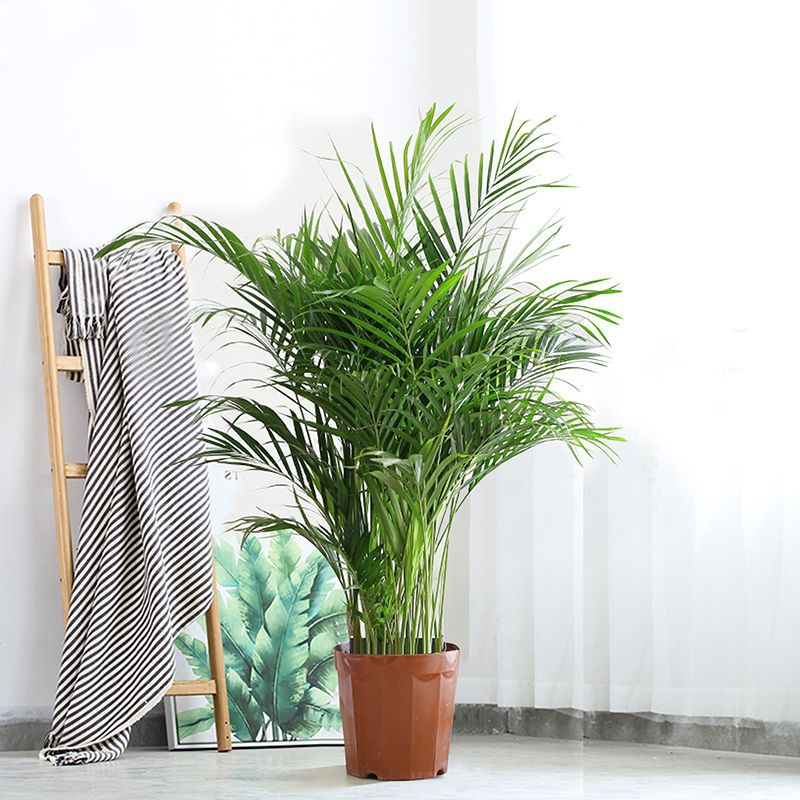 大型客厅盆栽室内凤尾竹夏威夷竹子办公室网红花卉绿植 富贵椰子1