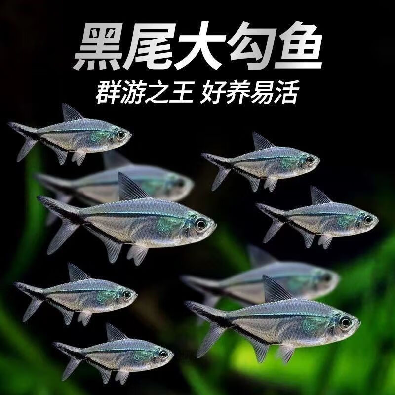 黑尾大勾鱼鱼群游鱼草缸扯旗淡水热带观赏鱼鱼苗热带鱼小型灯科鱼 1.