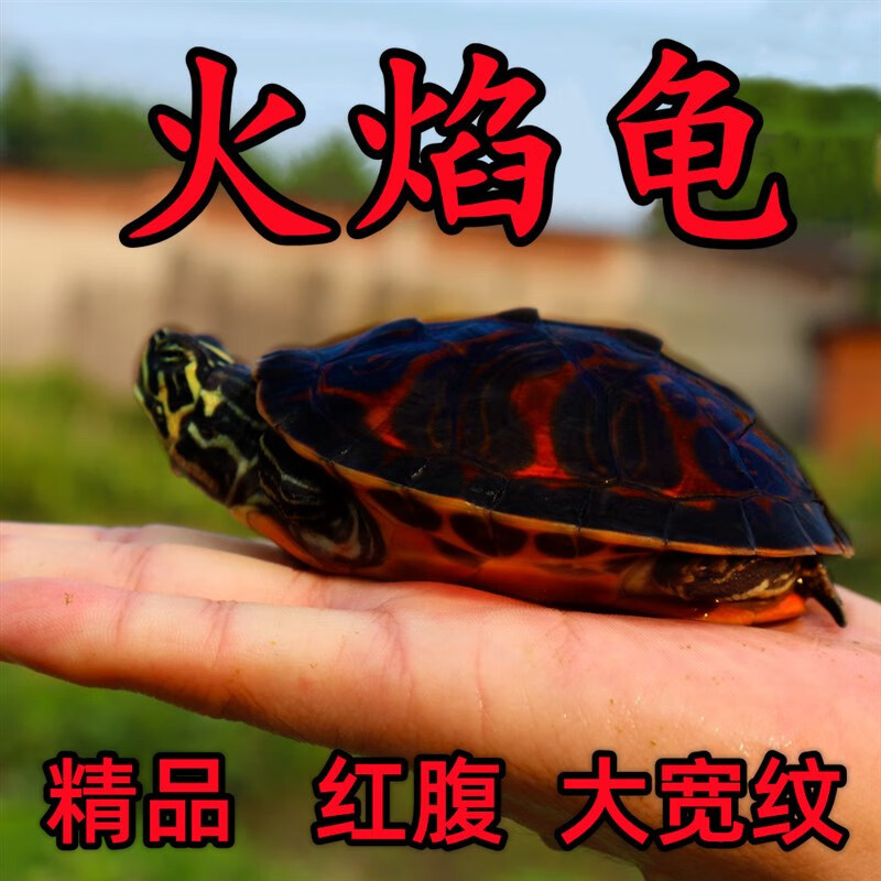 纯种宽纹火焰龟龟苗禄仔深海吃素龟深水吃粪龟素食龟冷水 普通火焰